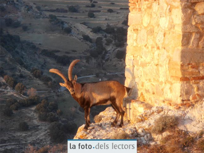 La cabra hispànica continua al Castell de Morella