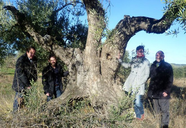 La Taula del Sénia cataloga 7 oliveres mil·lenàries a Vall-de-roures