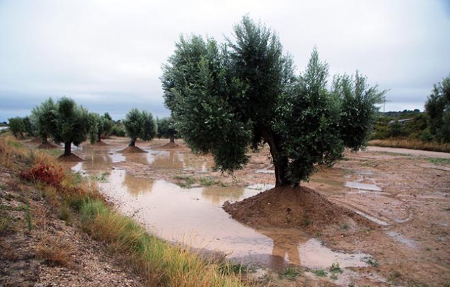 Cauen més de 120 litres de precipitació en 30 dies al sud del Matarranya