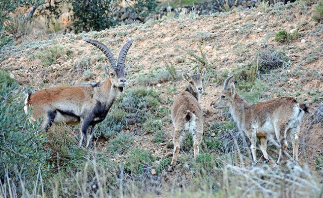 Aragó reduirà la població de cabra per evitar una possible expansió de la sarna